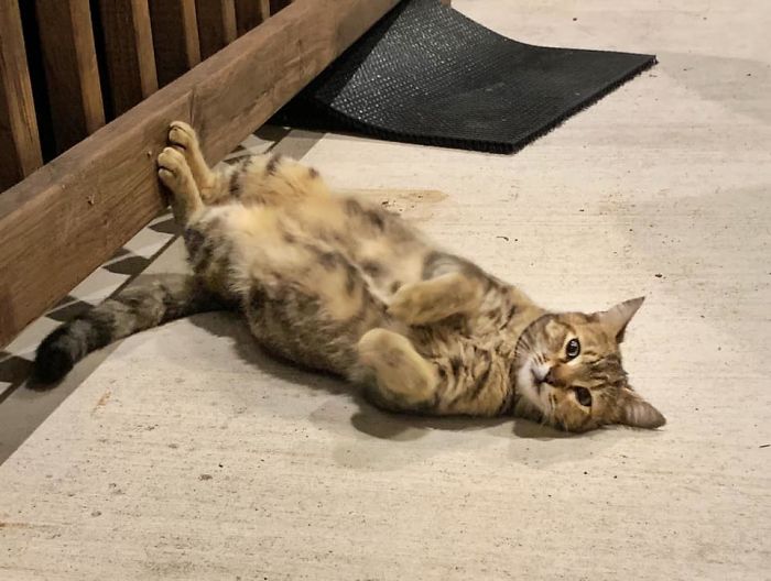 stray cat named kevin loves belly rubs