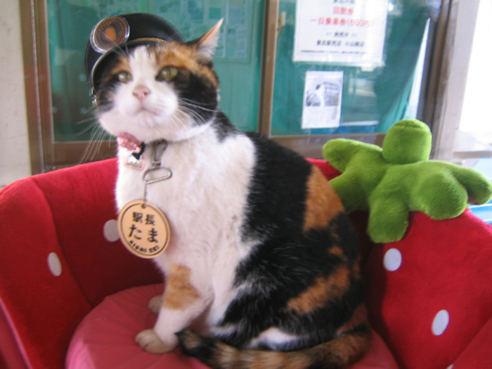 tama the cat station master