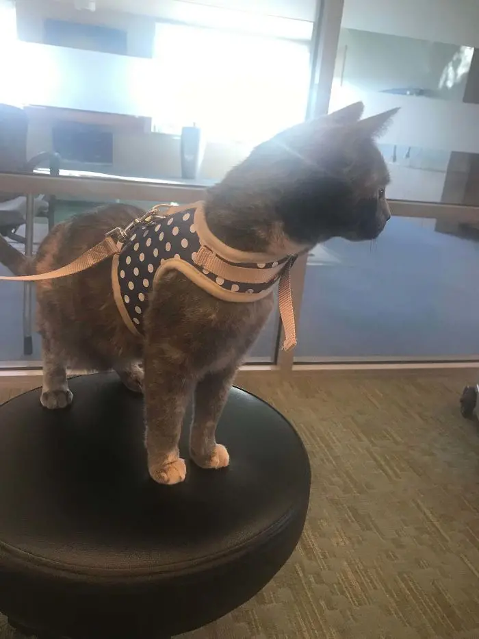 therapy kitty on patrol in nursing home