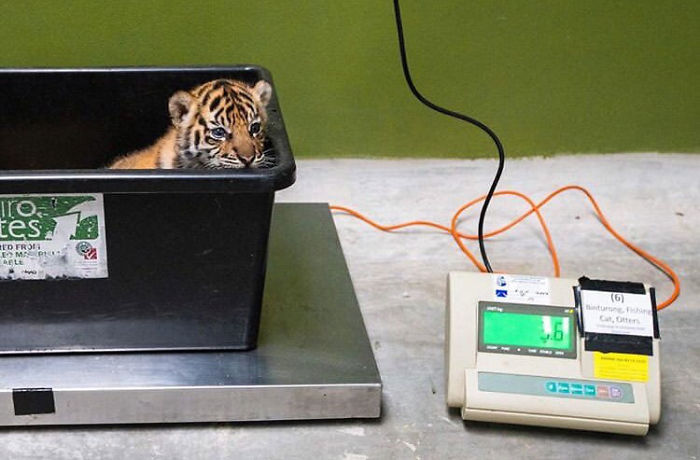 tiger cub in plastic tub getting weighted