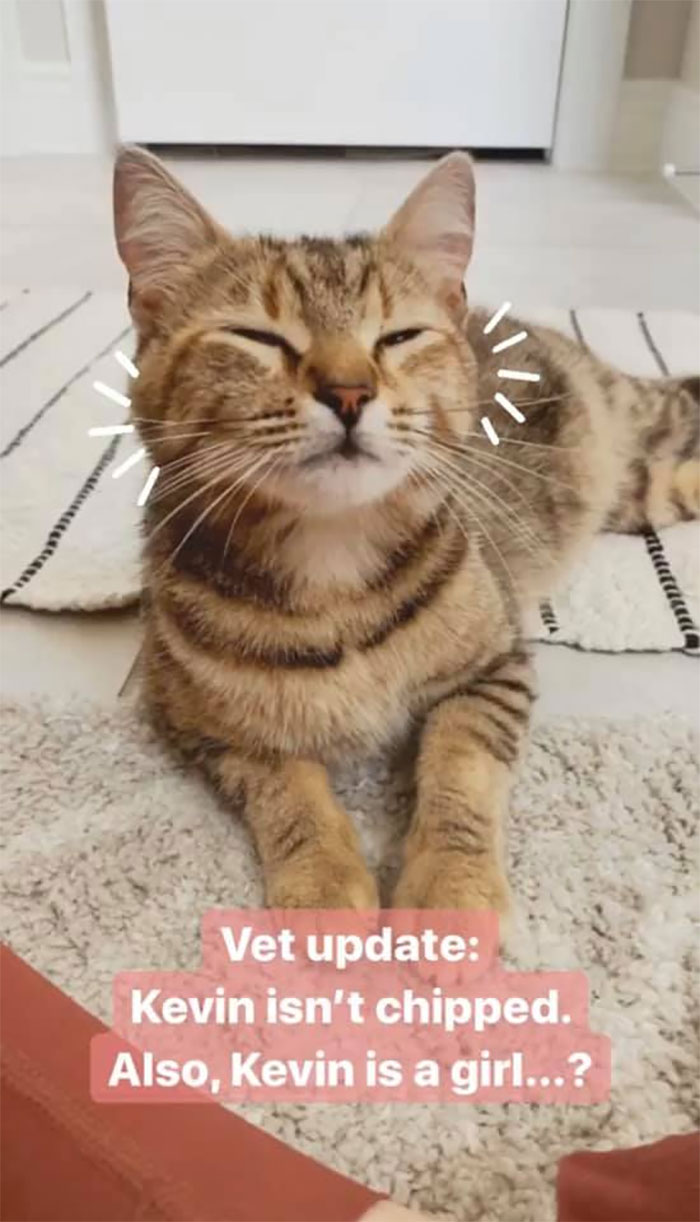 vet reveals kevin cat is a girl