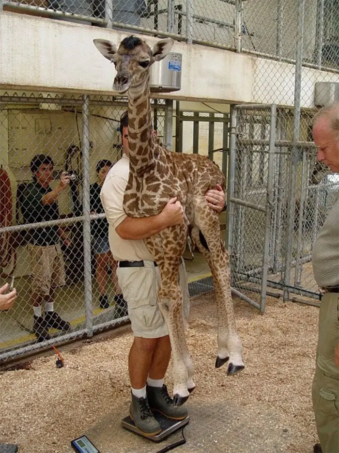 weighing animals baby giraffe carried