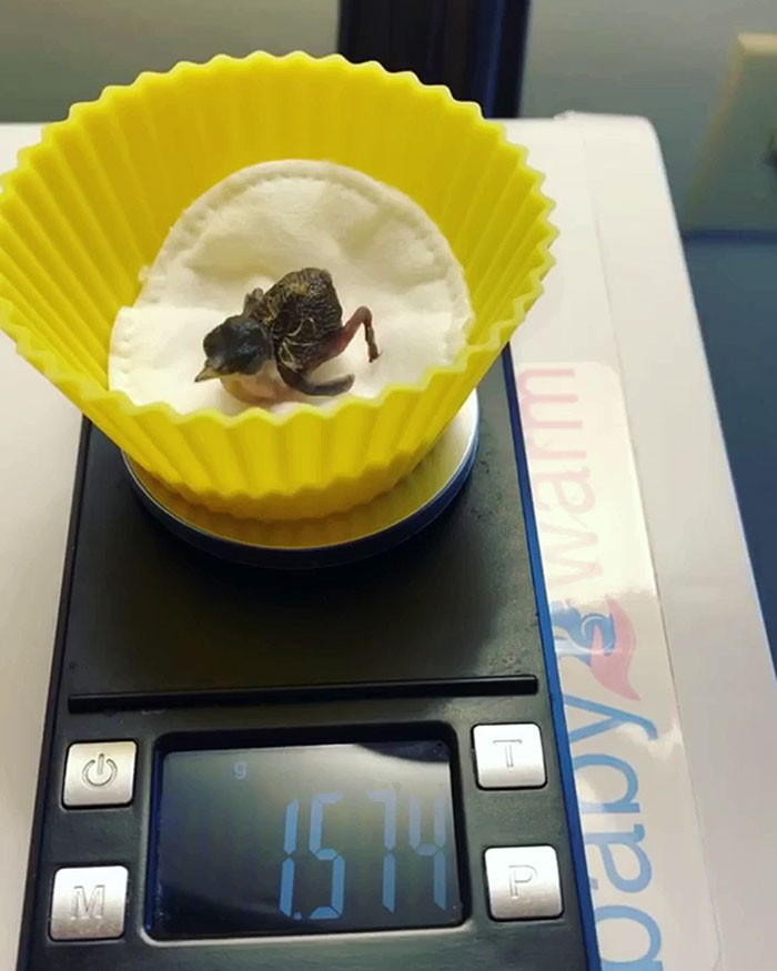 weighing animals baby hummingbird in a cupcake mold