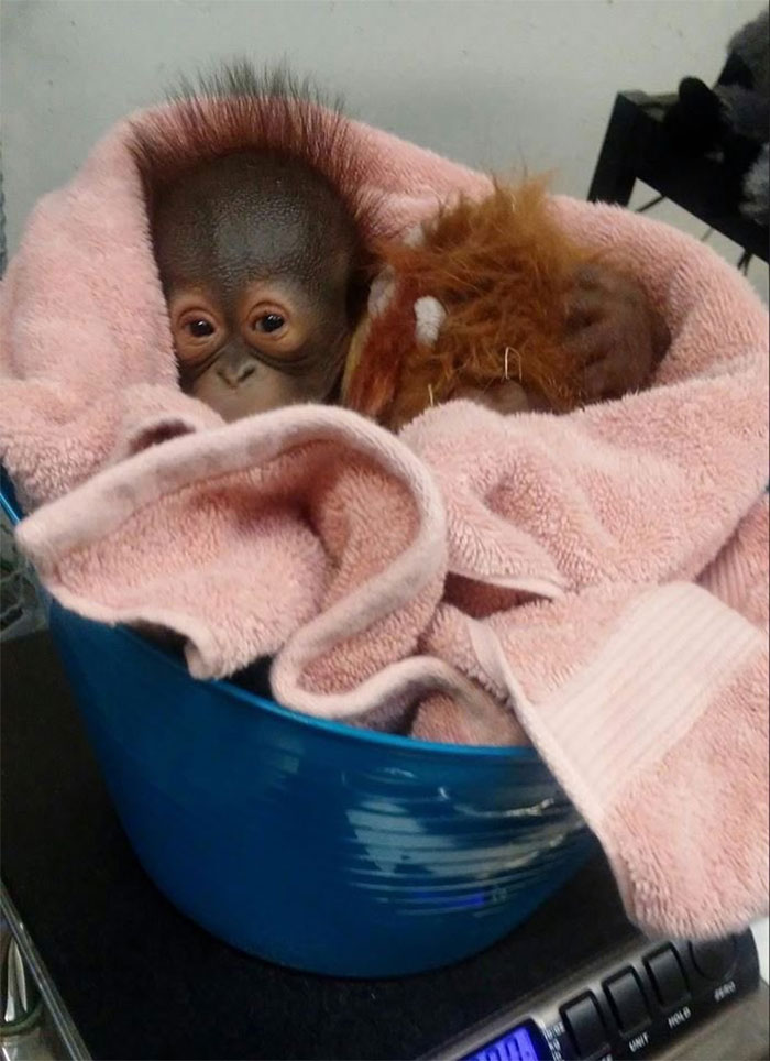 weighing animals baby orangutan