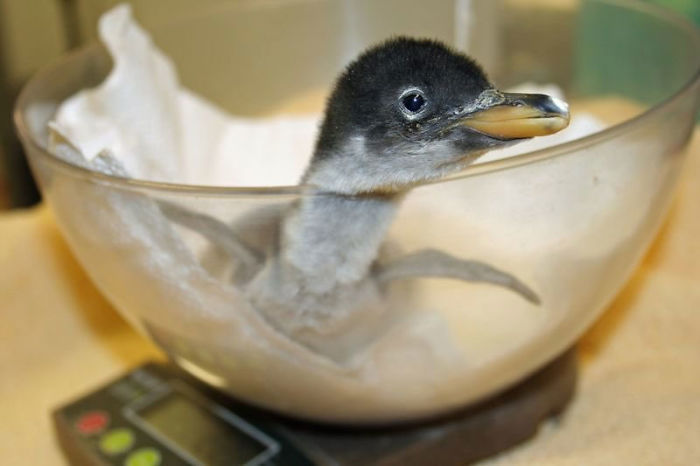 weighing animals baby penguin in a glass bowl