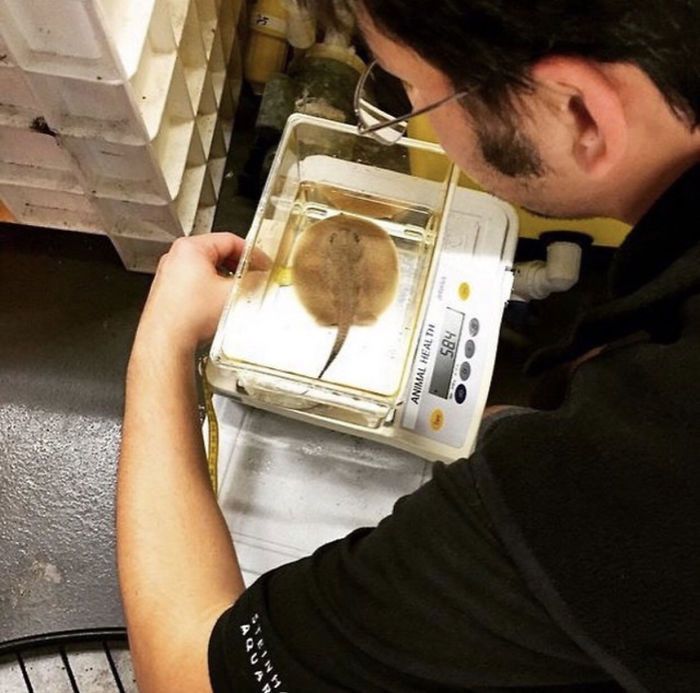 weighing animals baby stingray