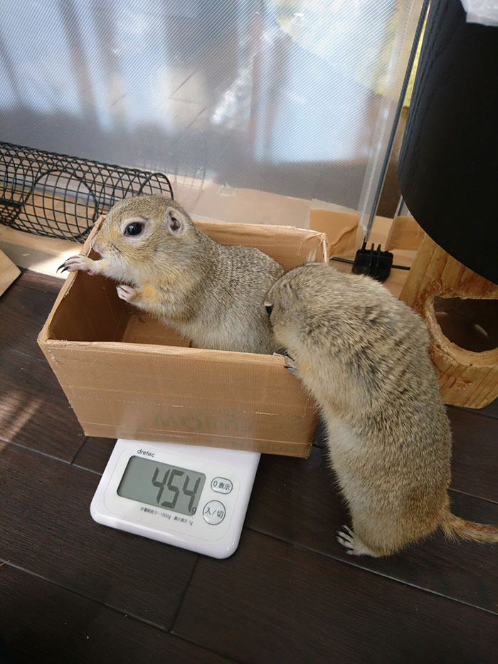 weighing animals box trick