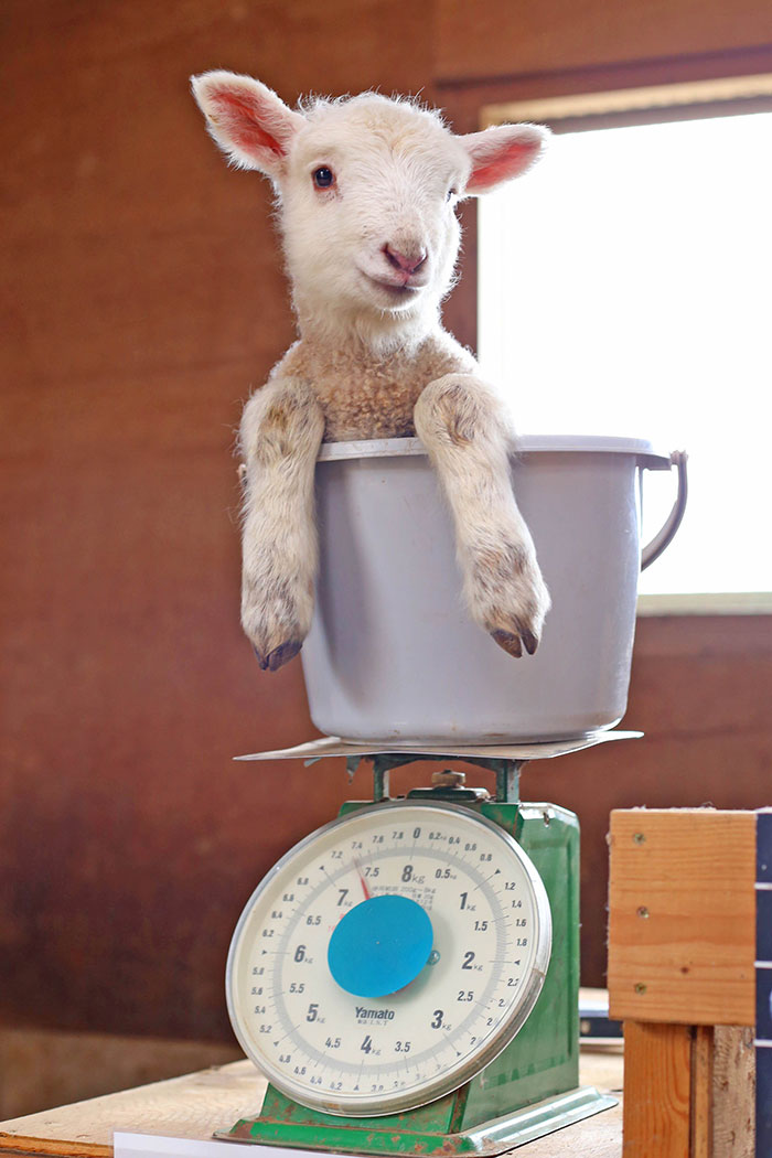 weighing animals bucket sheep