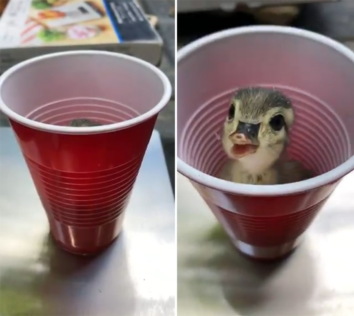 weighing animals duckling in plastic cup