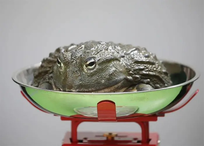 weighing animals huge toad