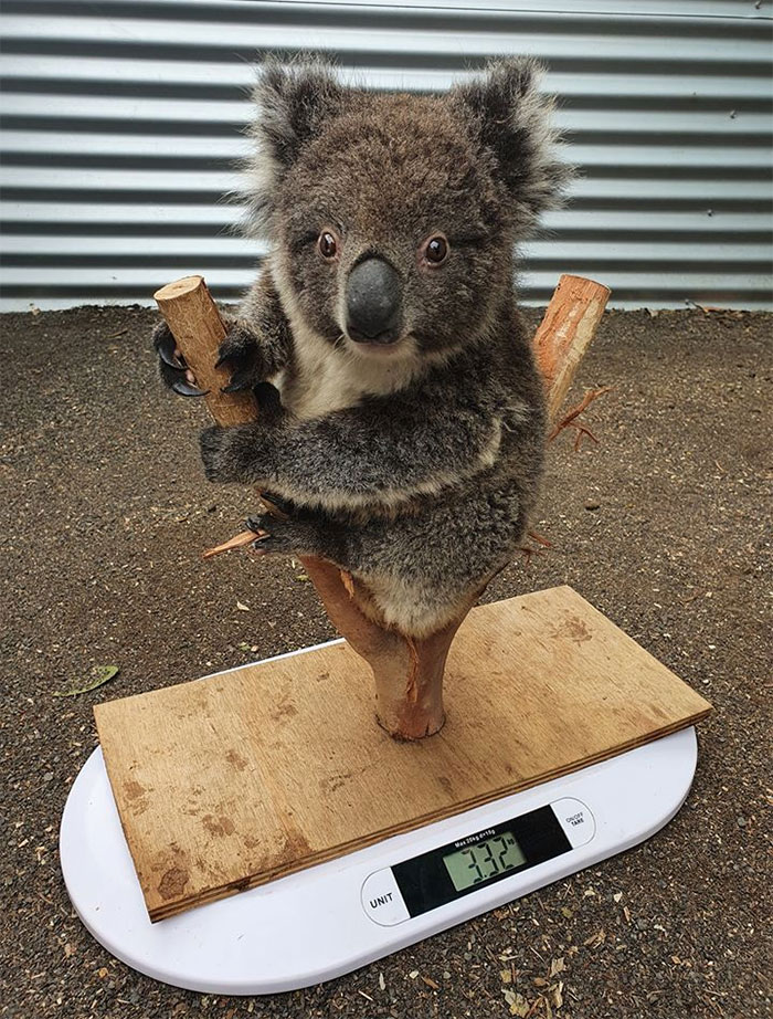 weighing animals koala tree limb