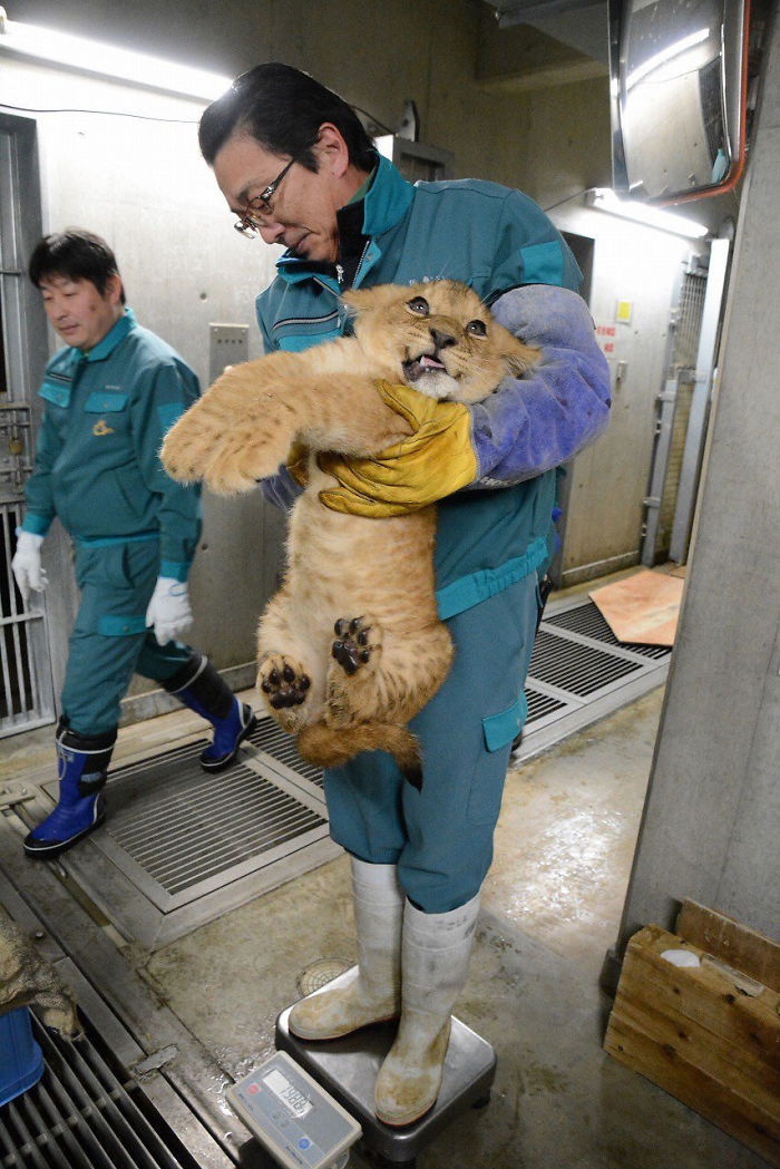 weighing animals lion cub