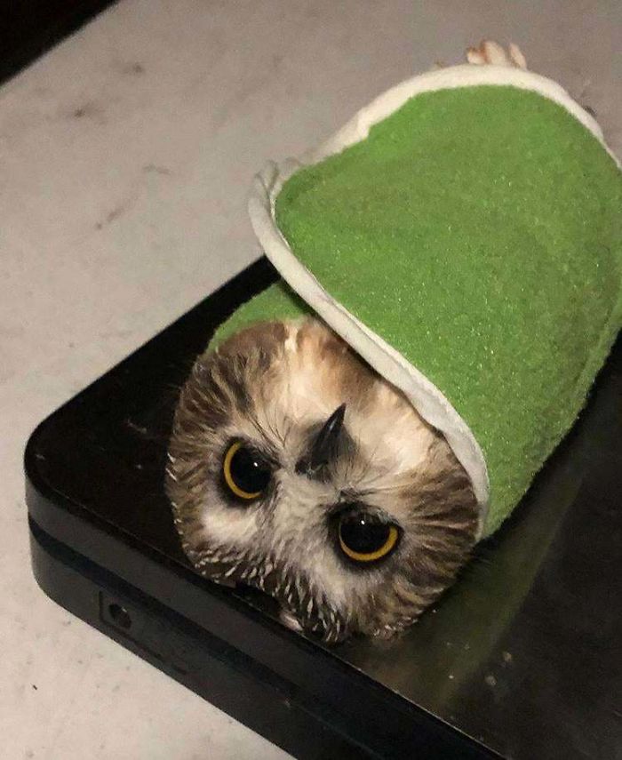 weighing animals owl burrito