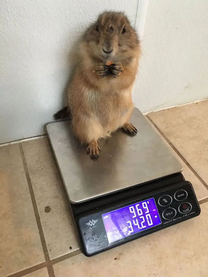 weighing animals prairie dog