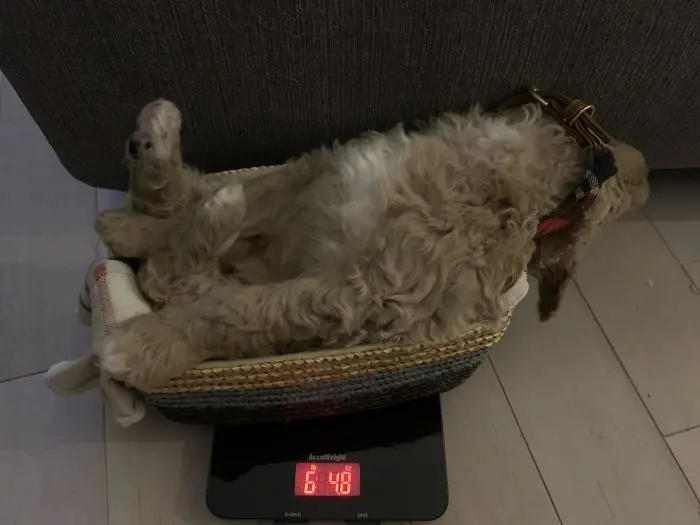 weighing animals tired dog