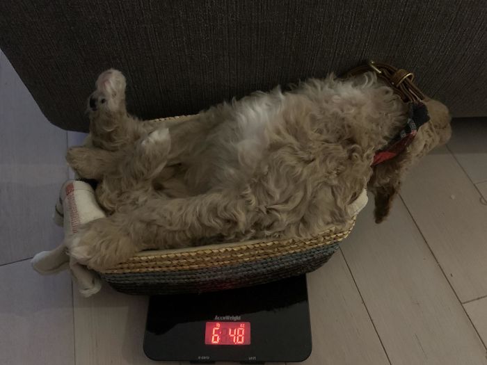 weighing animals tired dog