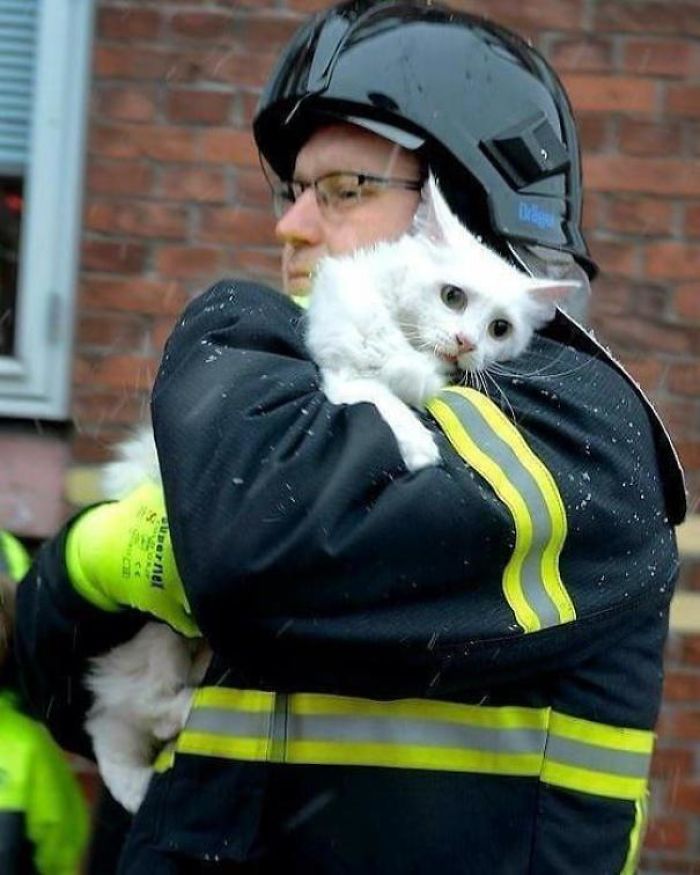 wholesome cat rescued by fireman