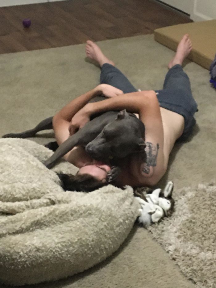 wholesome pet rescue photos affectionate pitbull