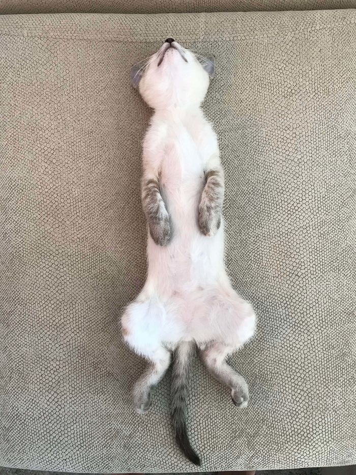 wholesome pet rescue photos cat meerkat