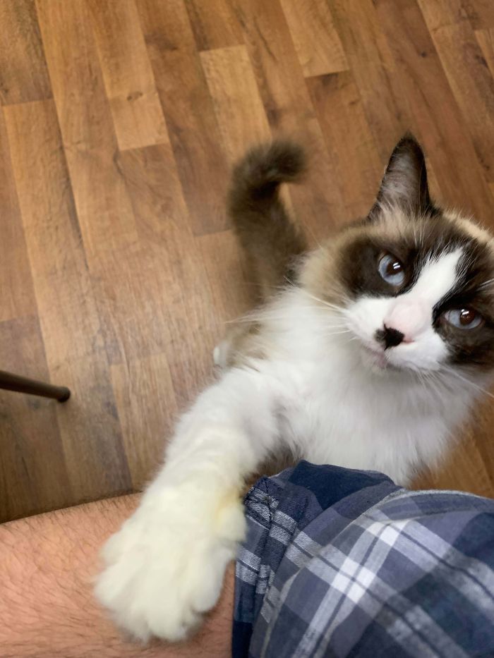 wholesome pet rescue photos cat with anxiety