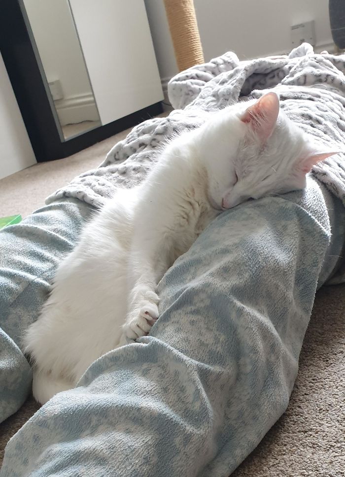 wholesome pet rescue photos clingy cat