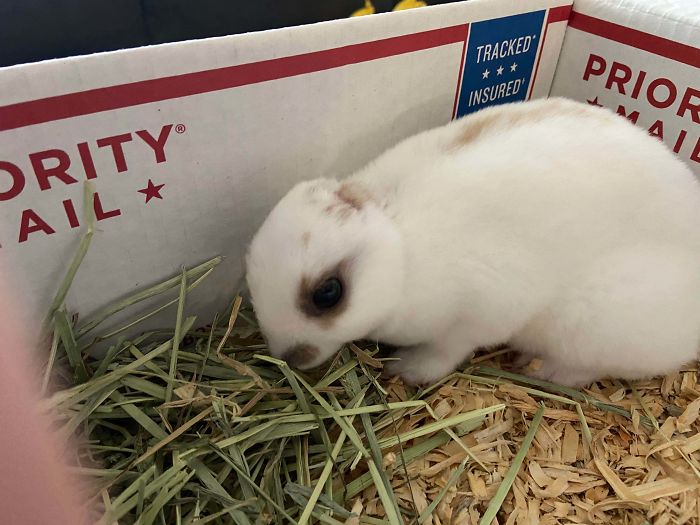 wholesome pet rescue photos earless bunny