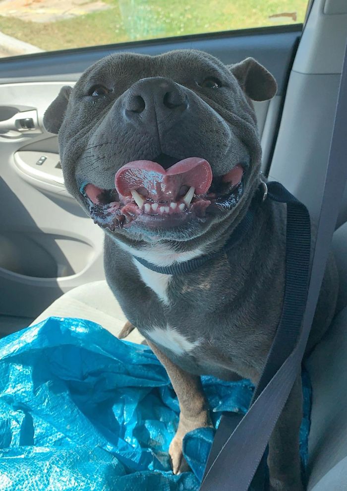 wholesome pet rescue photos from growling to smiling