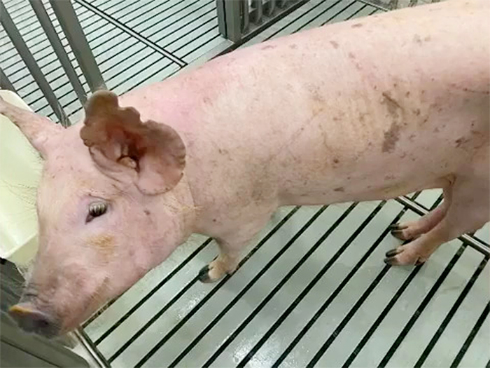 wholesome pet rescue photos jolene the pig