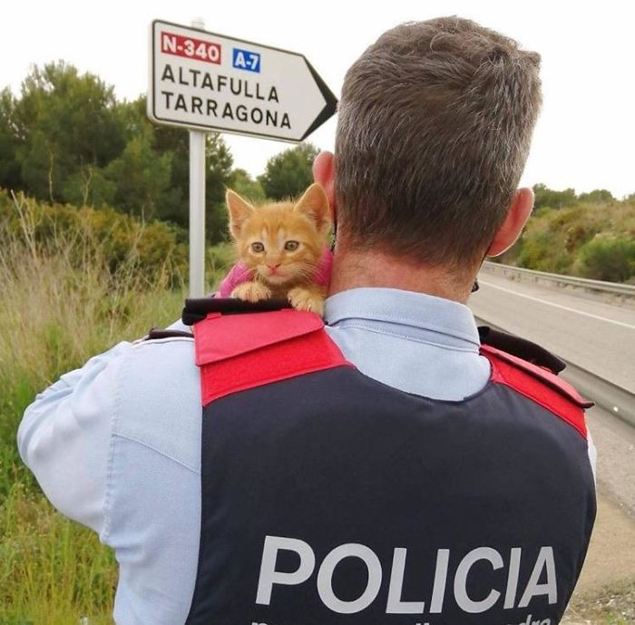 wholesome pet rescue photos police adopts a kitten