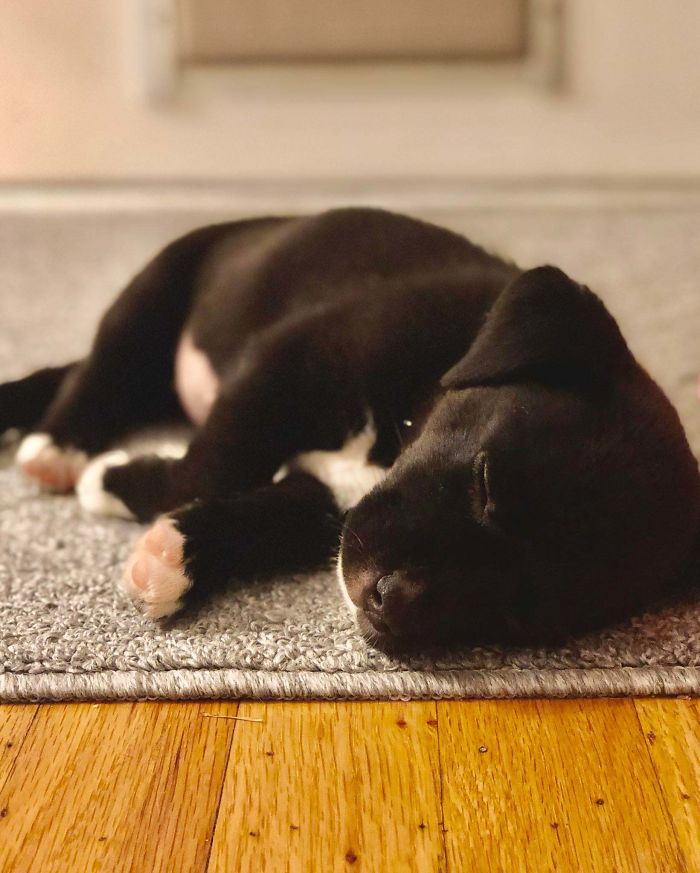 wholesome pet rescue photos puppy sleeping