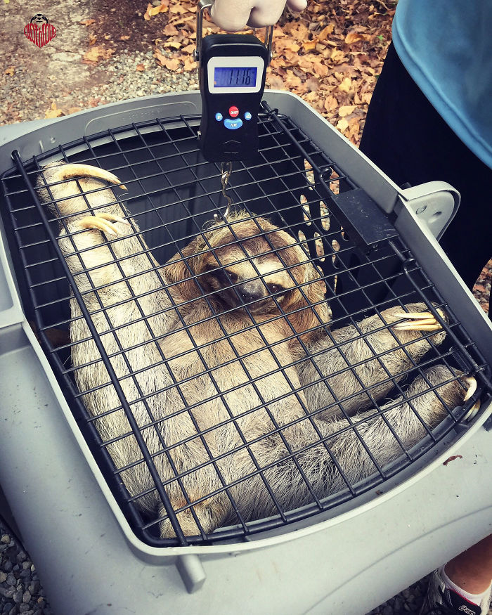 wild sloth inside cage being weighted