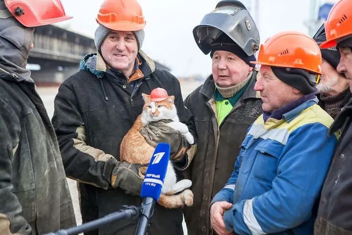 working cats construction team