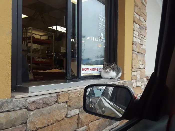 working cats drive-thru greeter