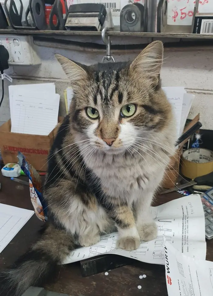 working cats truck repair paperworks