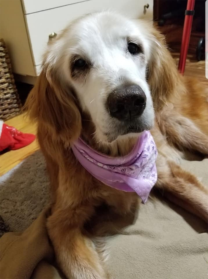 world's oldest golden retriever