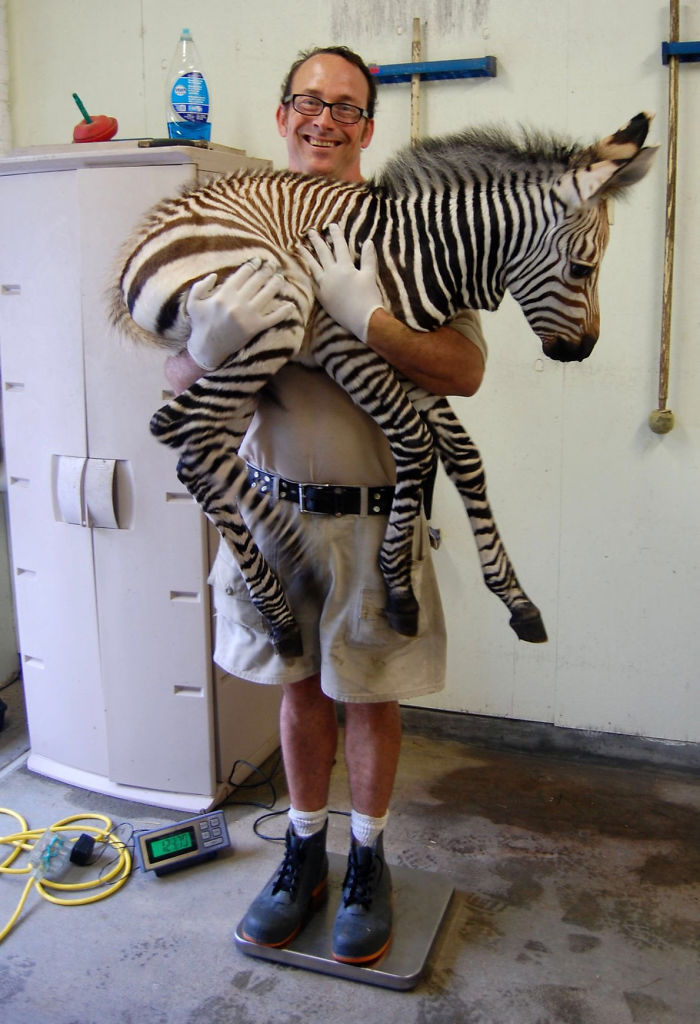 young zebra getting weighted