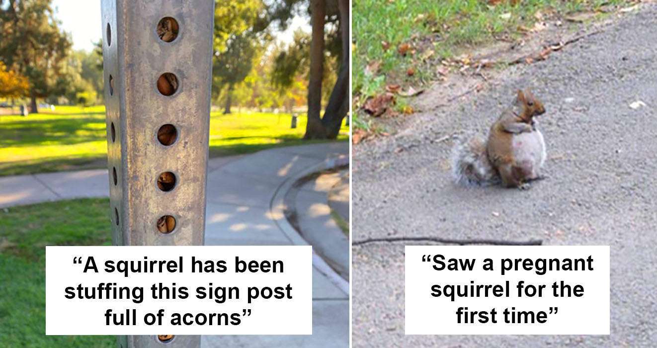 Adorable squirrels