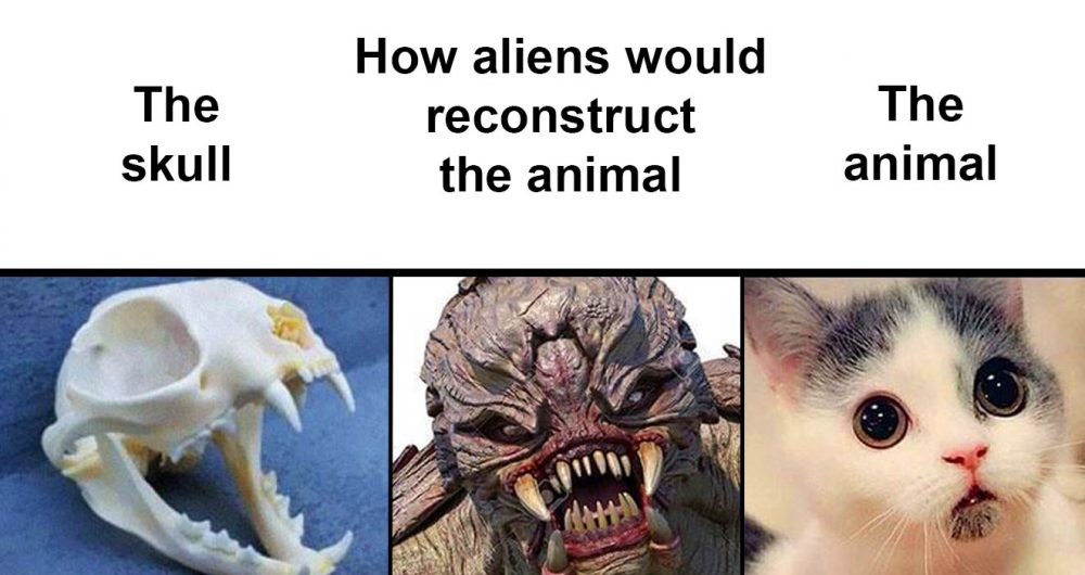 Aliens Reconstruct Skulls of animals