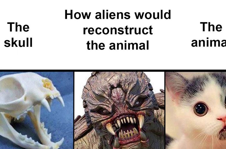 Aliens Reconstruct Skulls of animals