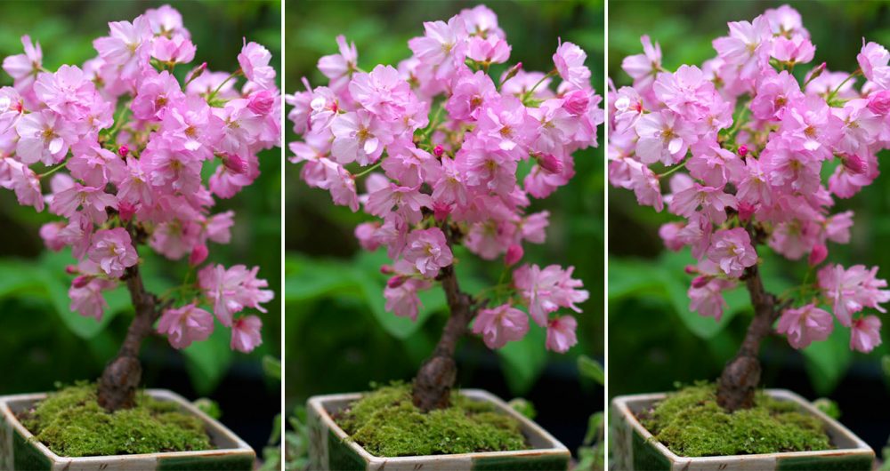 Cherry blossom bonsai tree