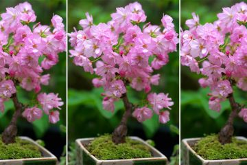 Cherry blossom bonsai tree