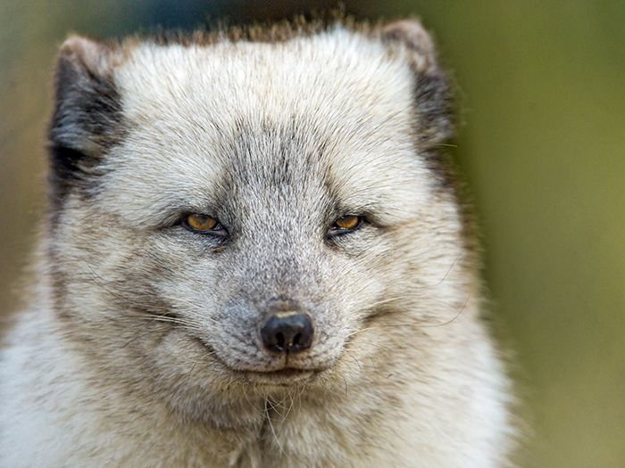 Interesting Facts Arctic Fox