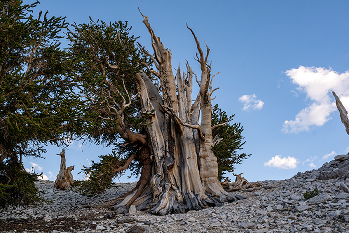 Interesting Facts Methuselah Tree