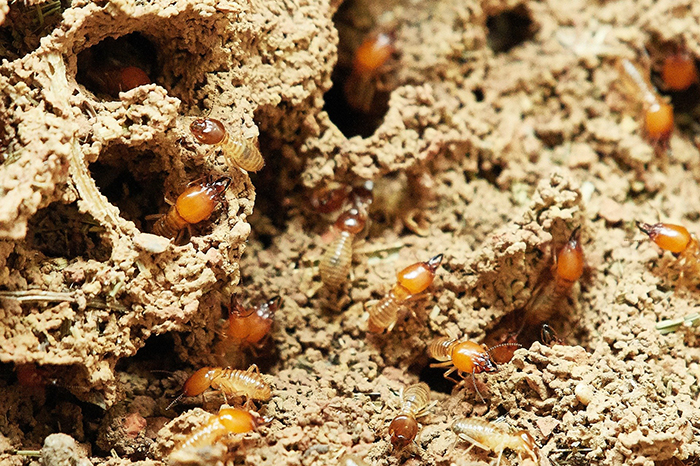 Termite Colony Trivia