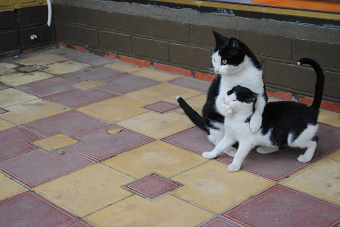 adult cat forces kitten to stop talking