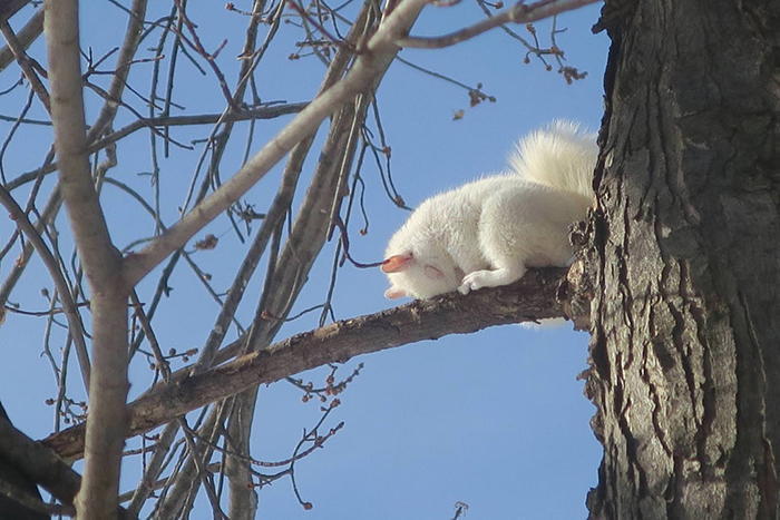 albino squirrel sleeping on a tree branch