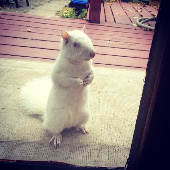albino squirrel standing