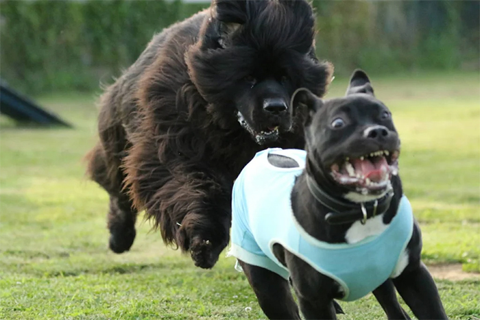 animals bad day chased by a bigger dog