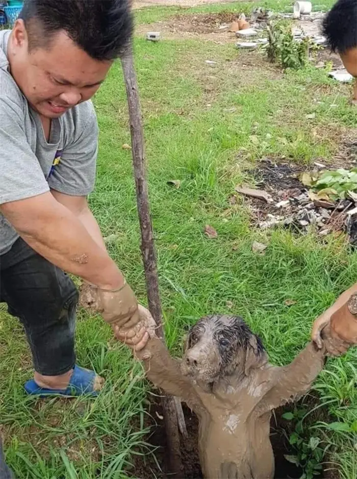 animals bad day dog fell into a muddy hole