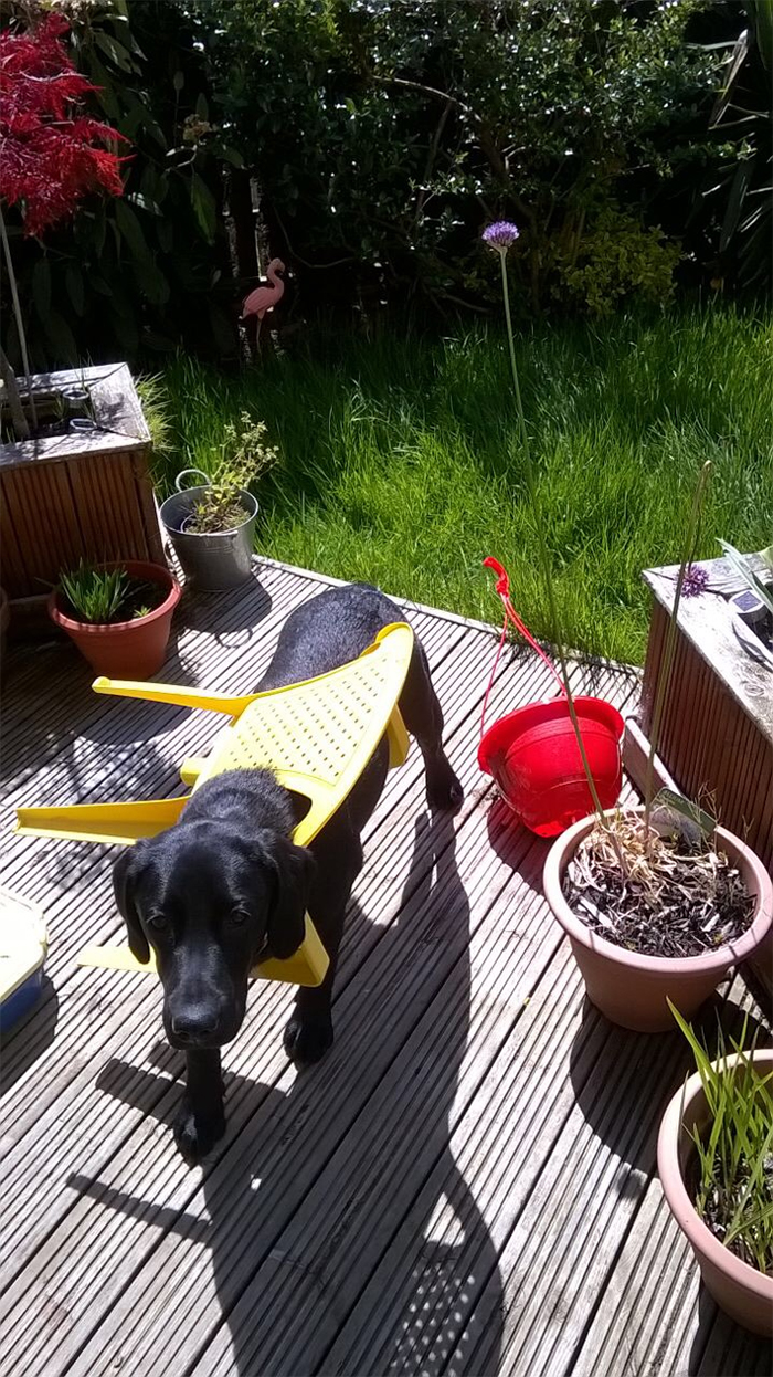 animals bad day dog got stuck in a chair